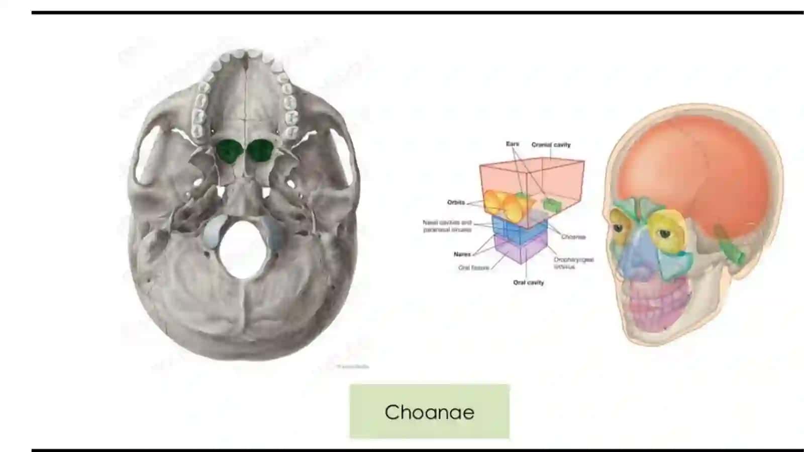 Burun va burun boshlig’i anatomik tuzilishi va fiziologiyasi 4