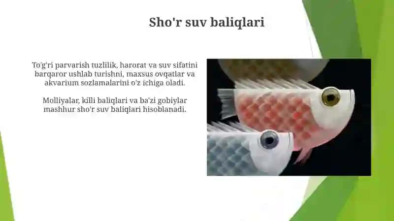 Baliqlarning turlari va ularni parvarish qilish 4