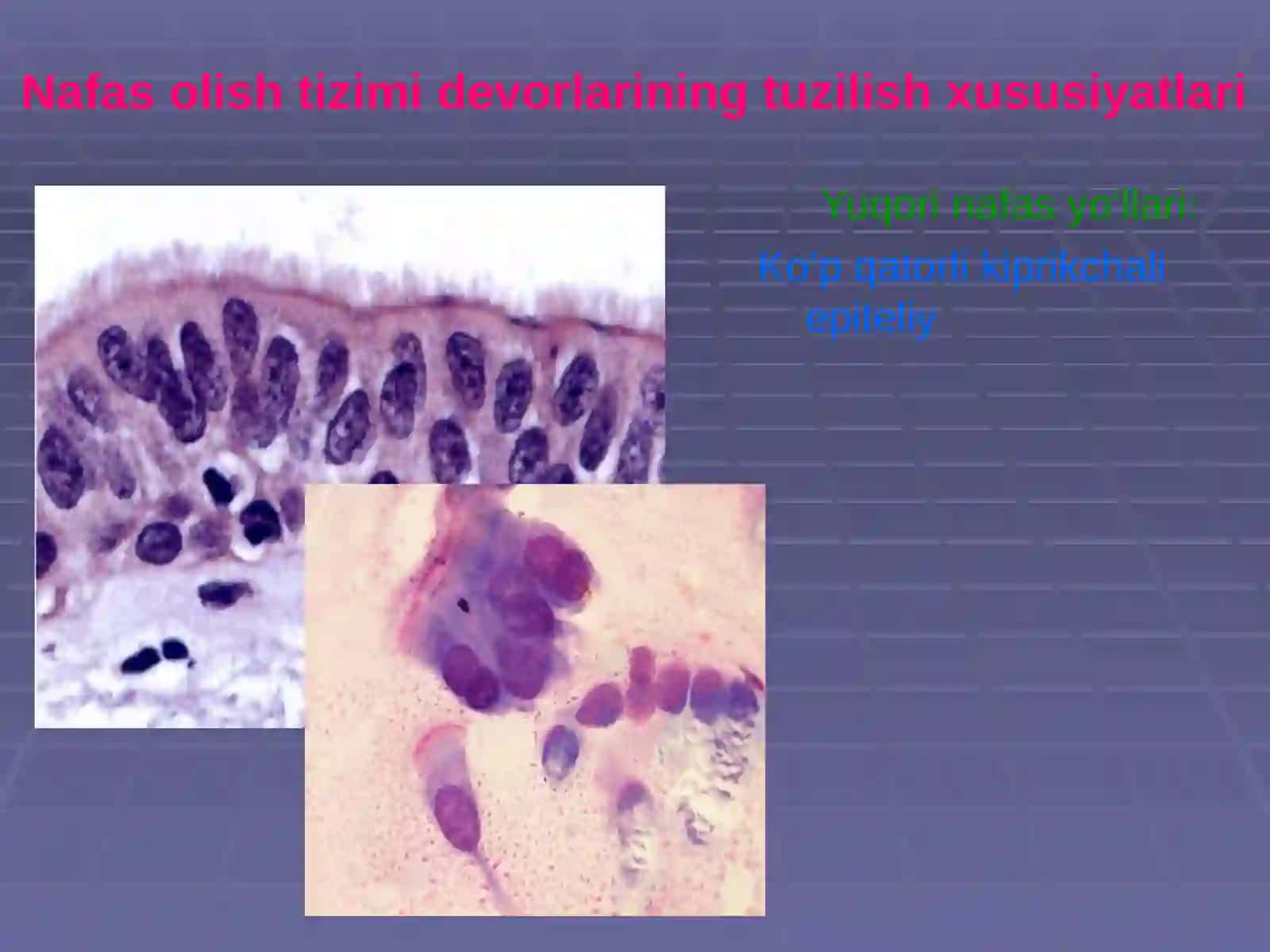 Bronx-o‘pka tizimi kasalliklarininglaboratordiagnostikasi 4