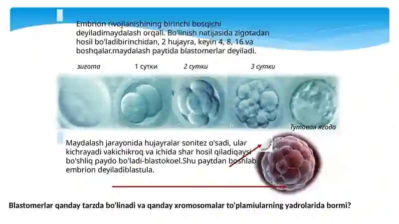 Embriogenez bosqichlari 4