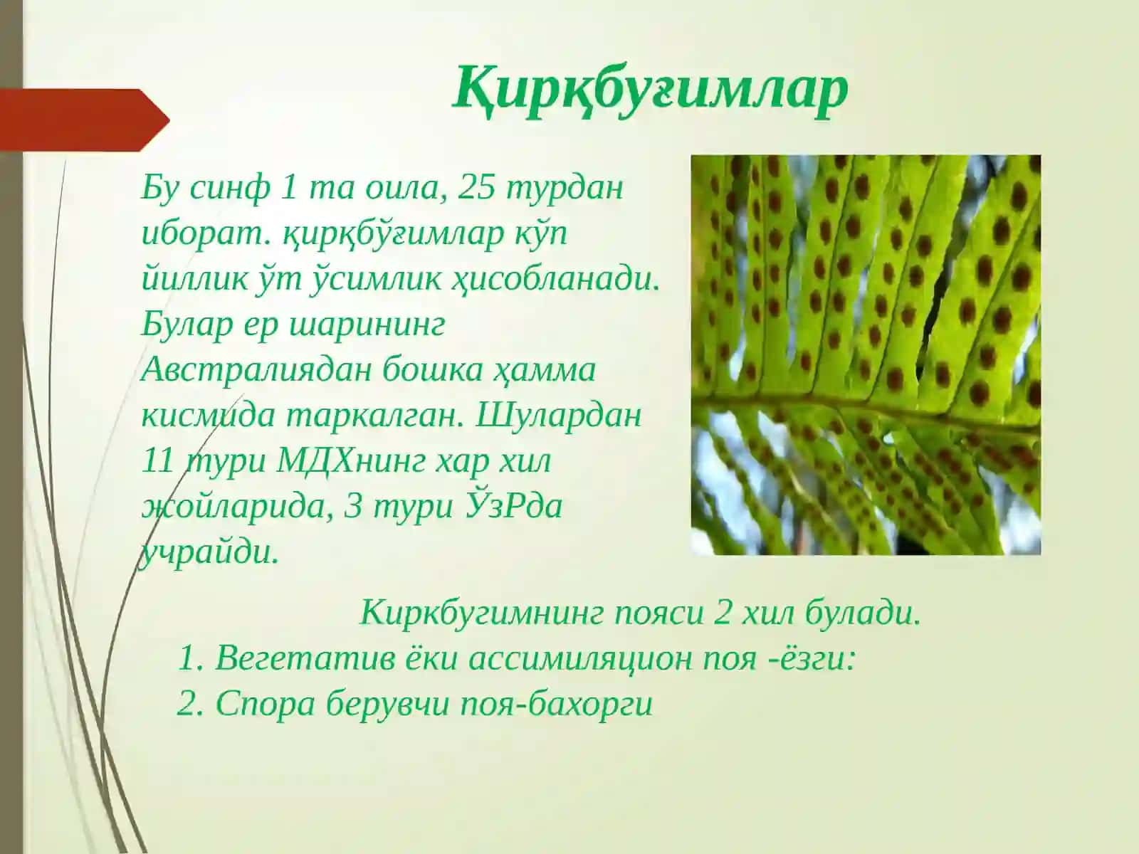 Қирққулоксимонлилар. Юксак ўсимликлар эволюцияси. Очик уруғлилар 4