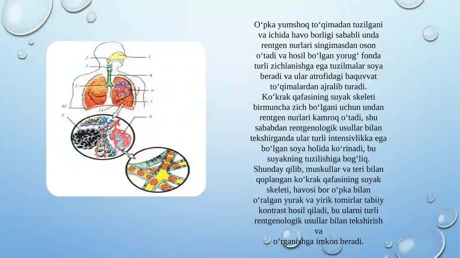 Nafas olish tizimi a’zolarining qiyosiy gistologik tavsifi 4