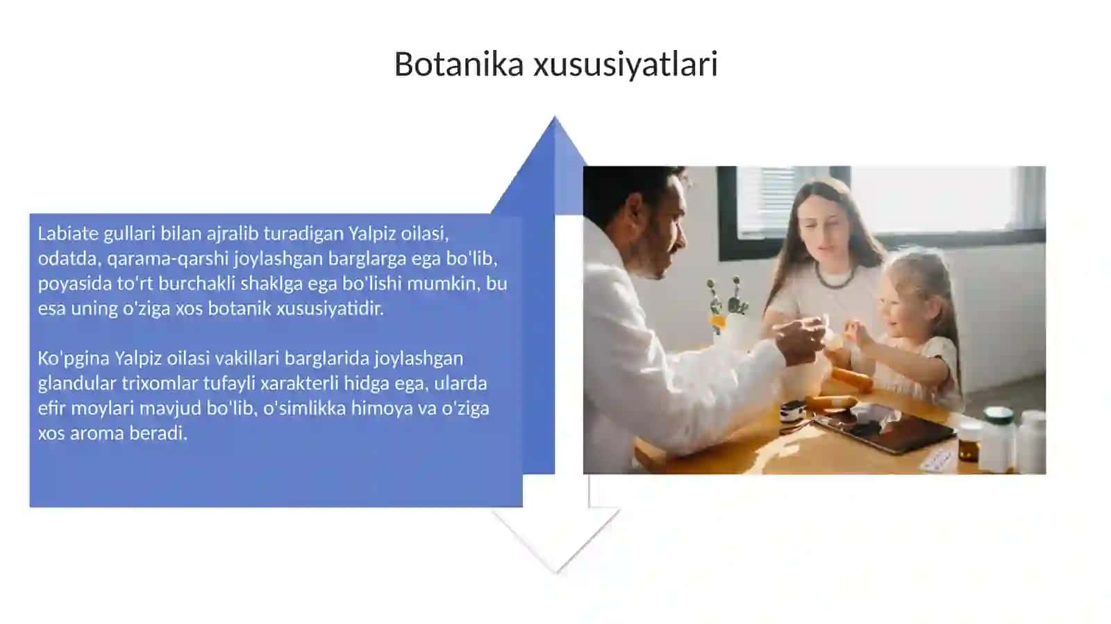 Yalpizkabilar sinfchasi va dorivorlik xususiyatlari 4