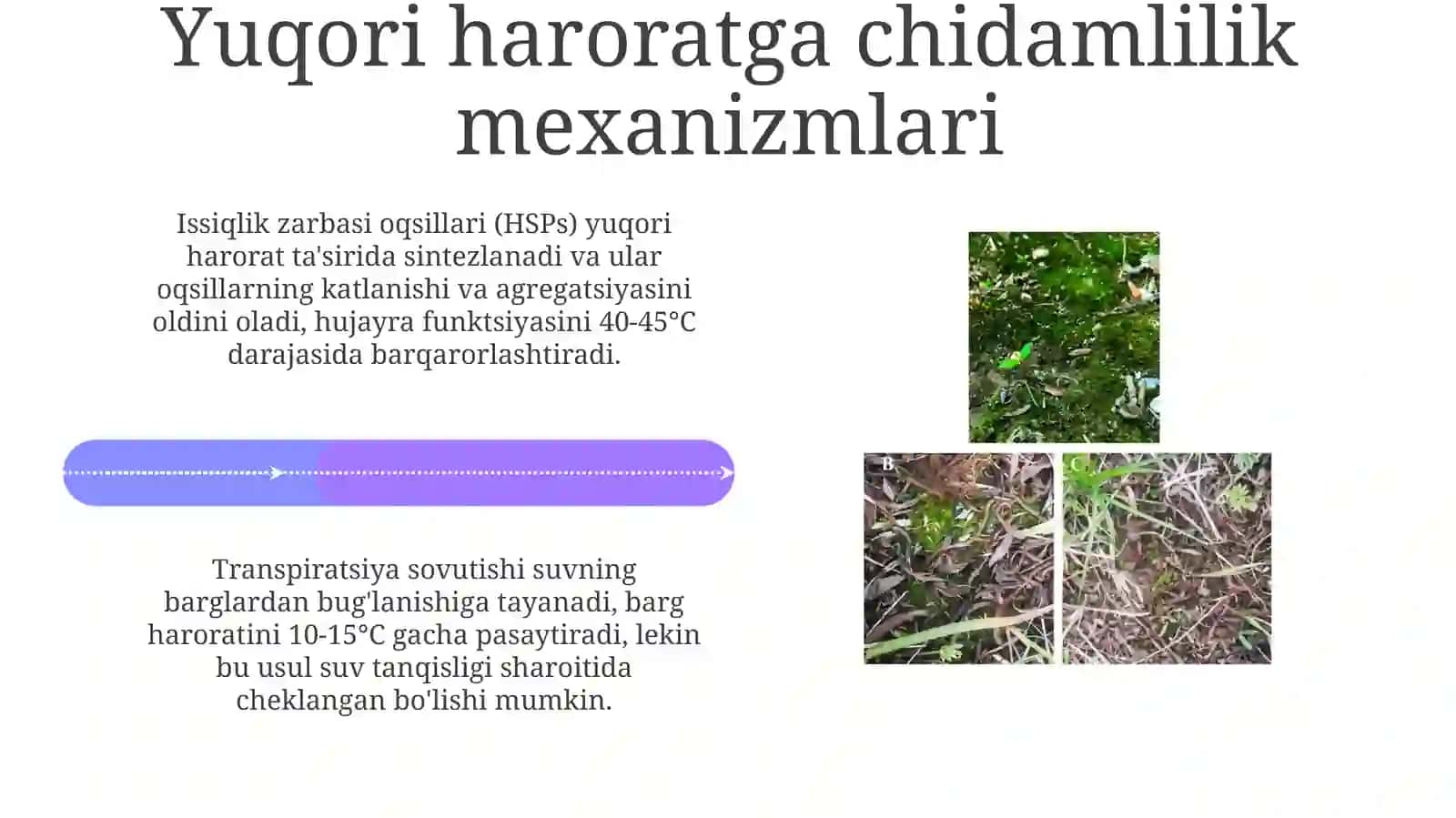 O‘simliklarning turli haroratlar ta’siri 4