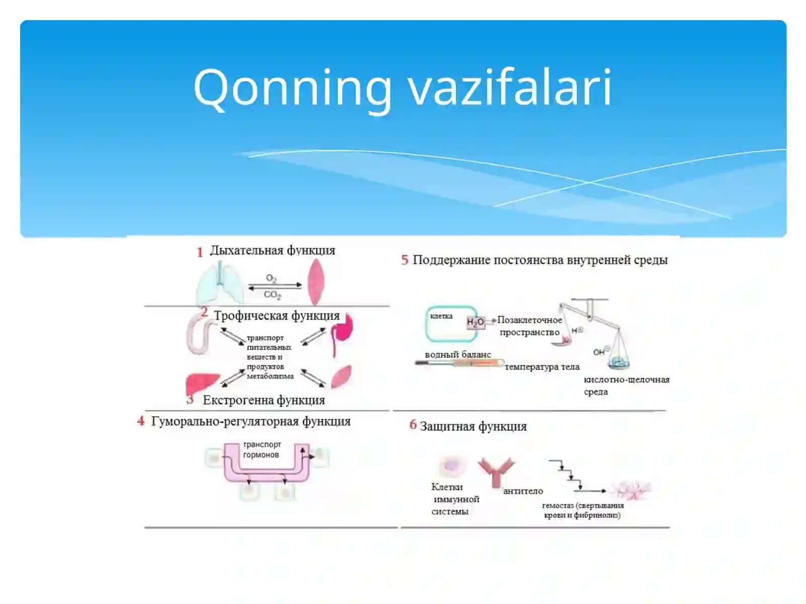 Qon fiziologiyasi  (eritrositlar va qon pigmentlari) 4