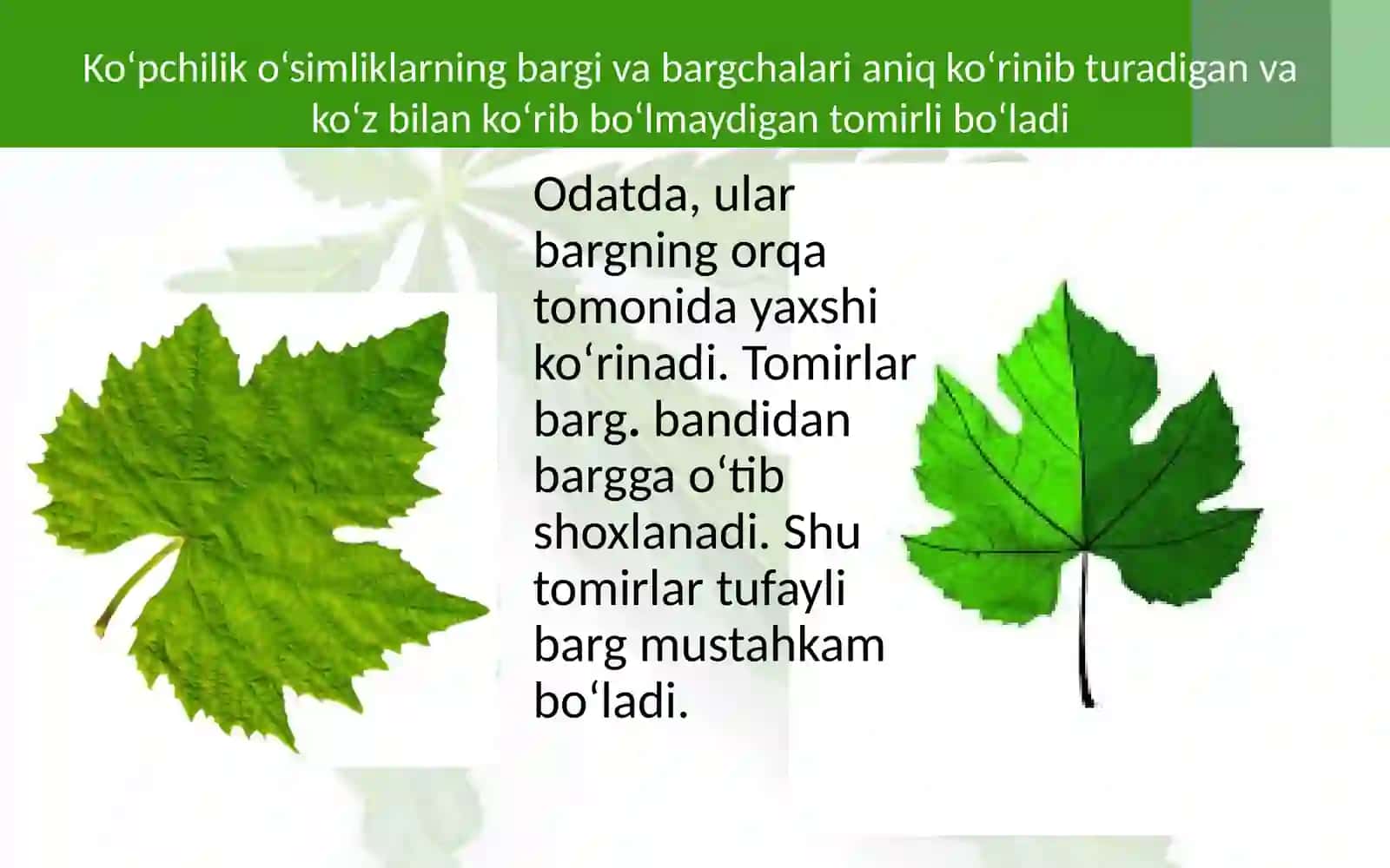 BARGLARNING TASHQI TUZILISHI 4