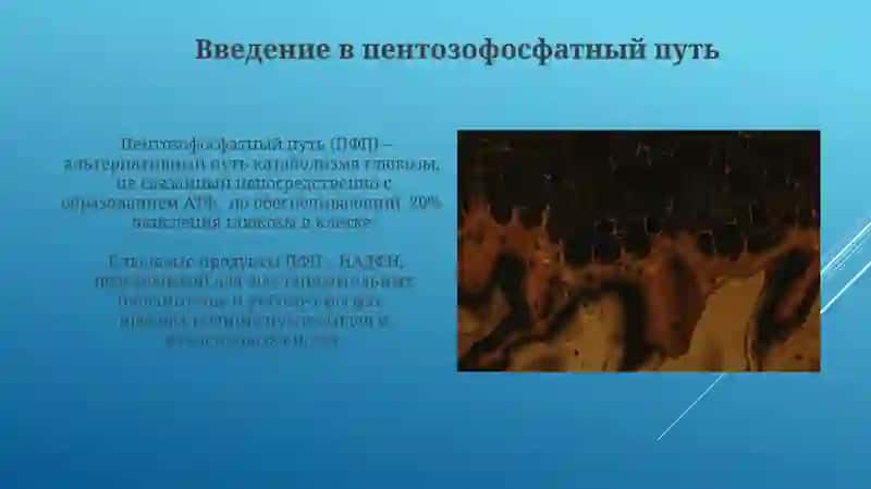 Пентазофосфатный путь окисления глюкозы в клетке 4