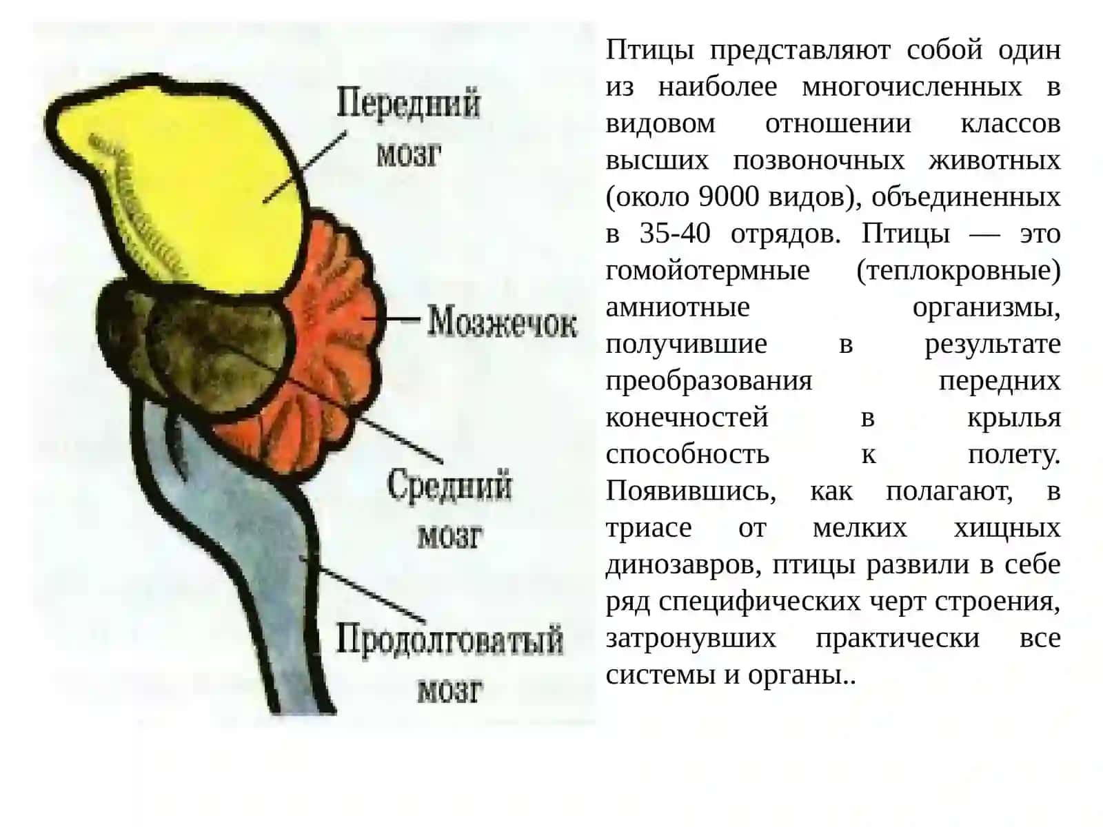 Ворона 4