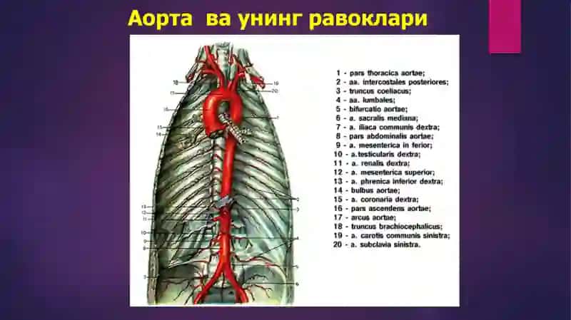 Аорта. Аорта равоғи. Умумий уйқу ва ташқи уйқу артерияси. 4