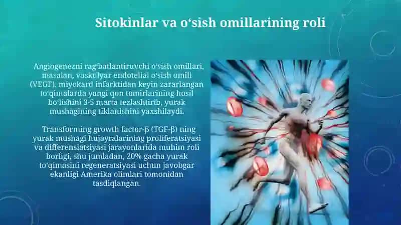 Yurak-qon tomirlar tizimida regenerator va kompensator jarayoni 4