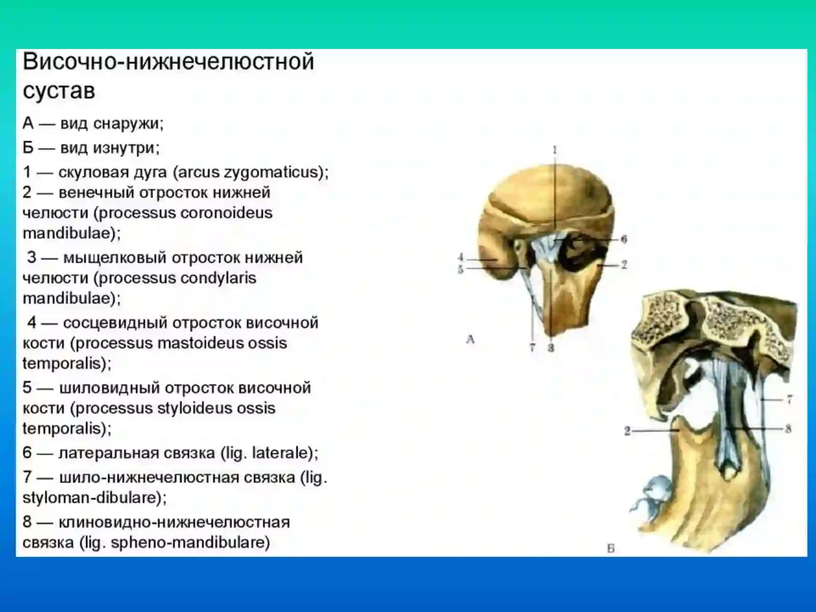 Строениевисочно-нижнечелюстного сустава 4