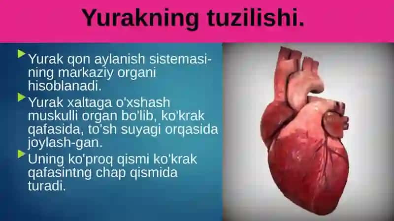 Qonaylanishiningahamiyati, yurakning tuzilishi 4