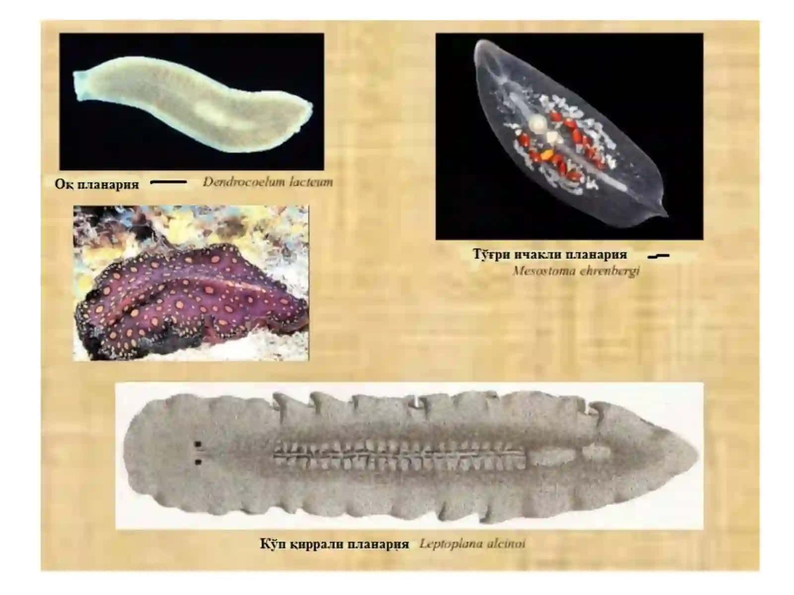 OQ PLANARIYANING TUZULISHI 4