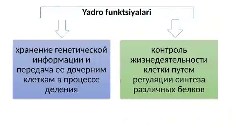 Yadro 4