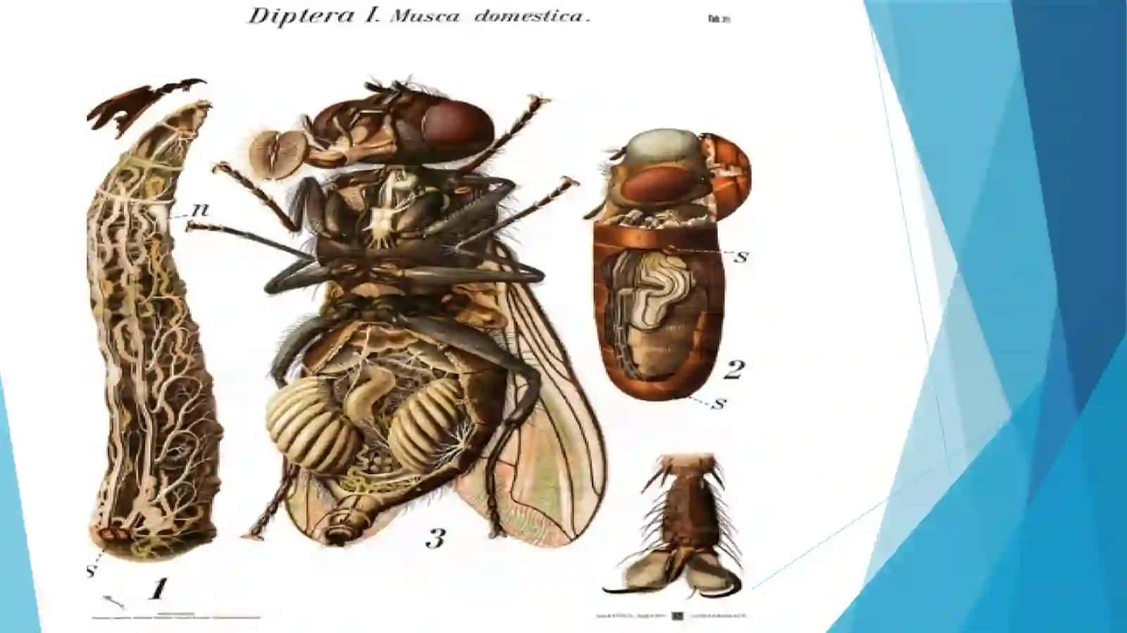 Uy pashshasi (Musca domestica L.) ning biologik va ekologik xususiyatlari 4