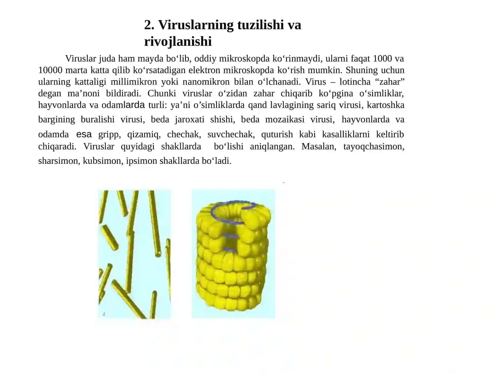 Viruslar va bakteriofaglar 4