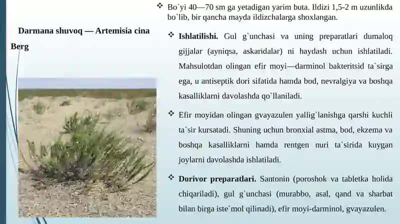 Qoqio’tdoshlar oilasining dorivor vakillari 4