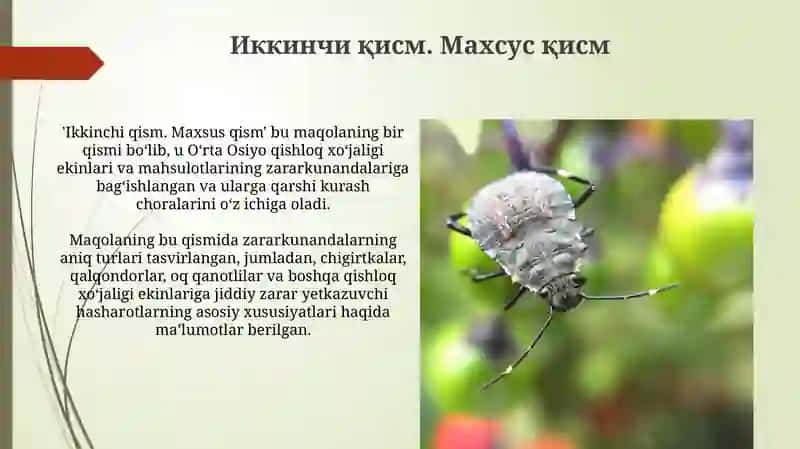 Yakontovning tadqiqotlari 4