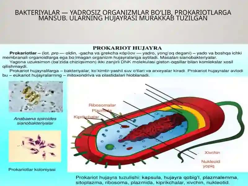 Bakteriyahujayrasiningtuzilishi:doimiybo‘lganbakterialhujayratuzilmalari.Kimyoviytarkibivaularningfunksionalahamiyati 4