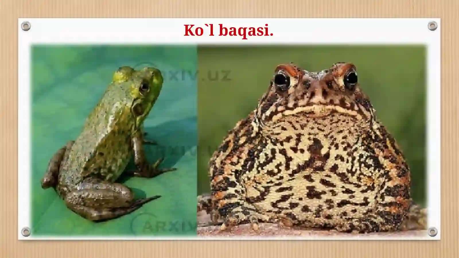 O’zbekiston faunasida uchraydigan amfibiyalar 4