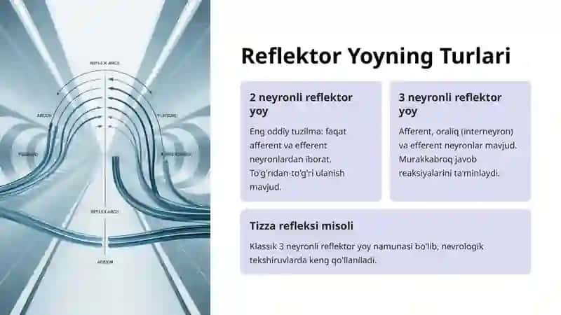 Reflektor Yoy Anatomiyasi 4