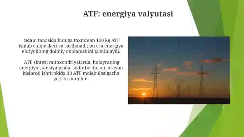Metabolik Jarayonlarda Energiya Hosil Qilish 4