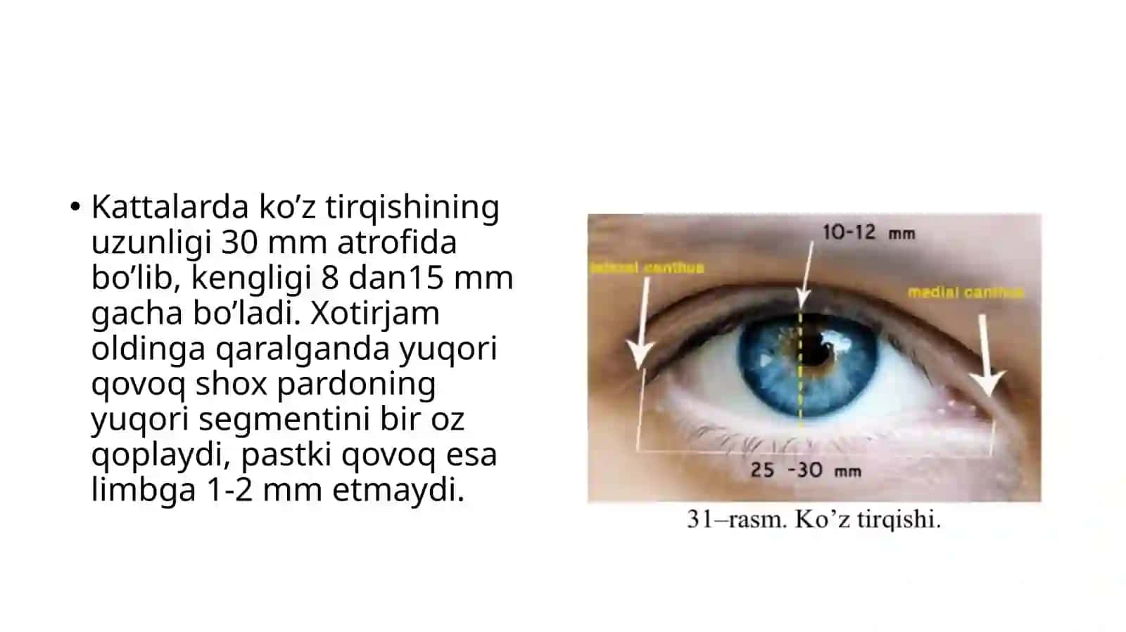 Кузнинг ёрдамчи аппарати анатомияси 4