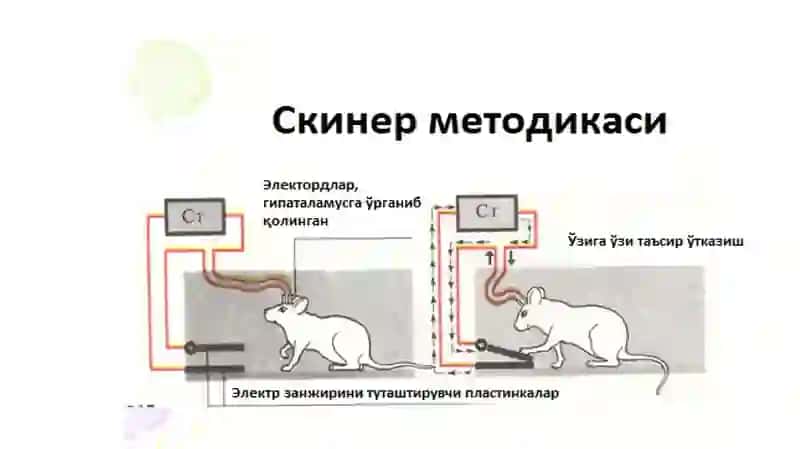 Умумий психология (Ички регуляция) фани 4