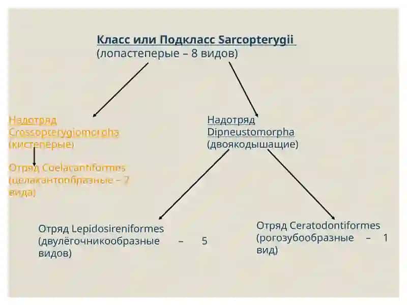 Систематика рыб 4
