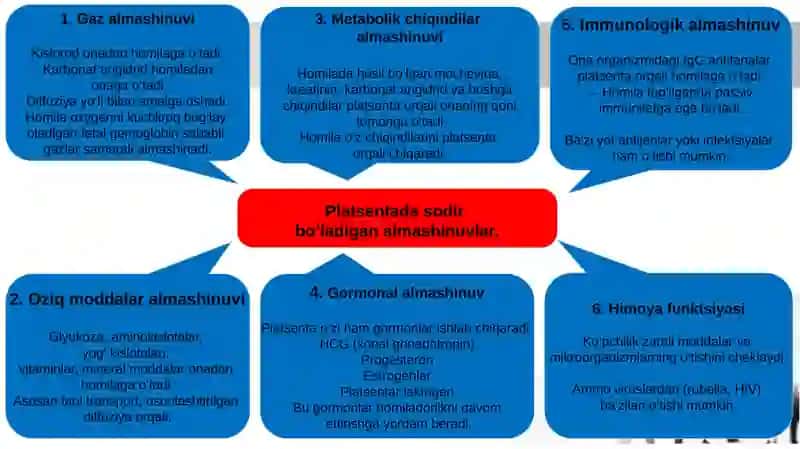 Ona qornida qon aylanishning ahamiyati va bola tug‘ilgandan keyingi o‘zgarishlar 4