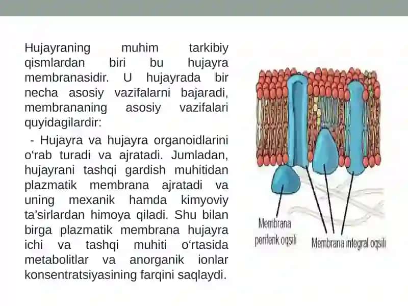 BIOLOGIK MEMBRANALARDAGI FIZIK JARAYONLAR 4