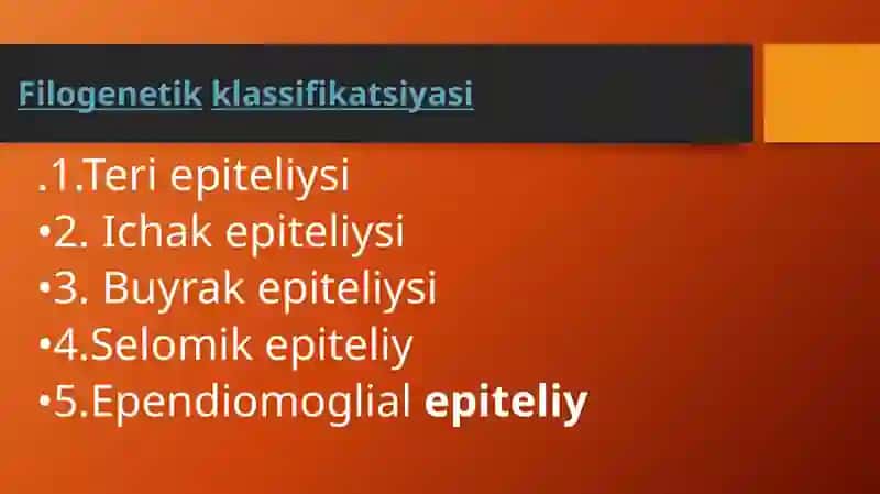 Epiteliytoʻqimasi 4
