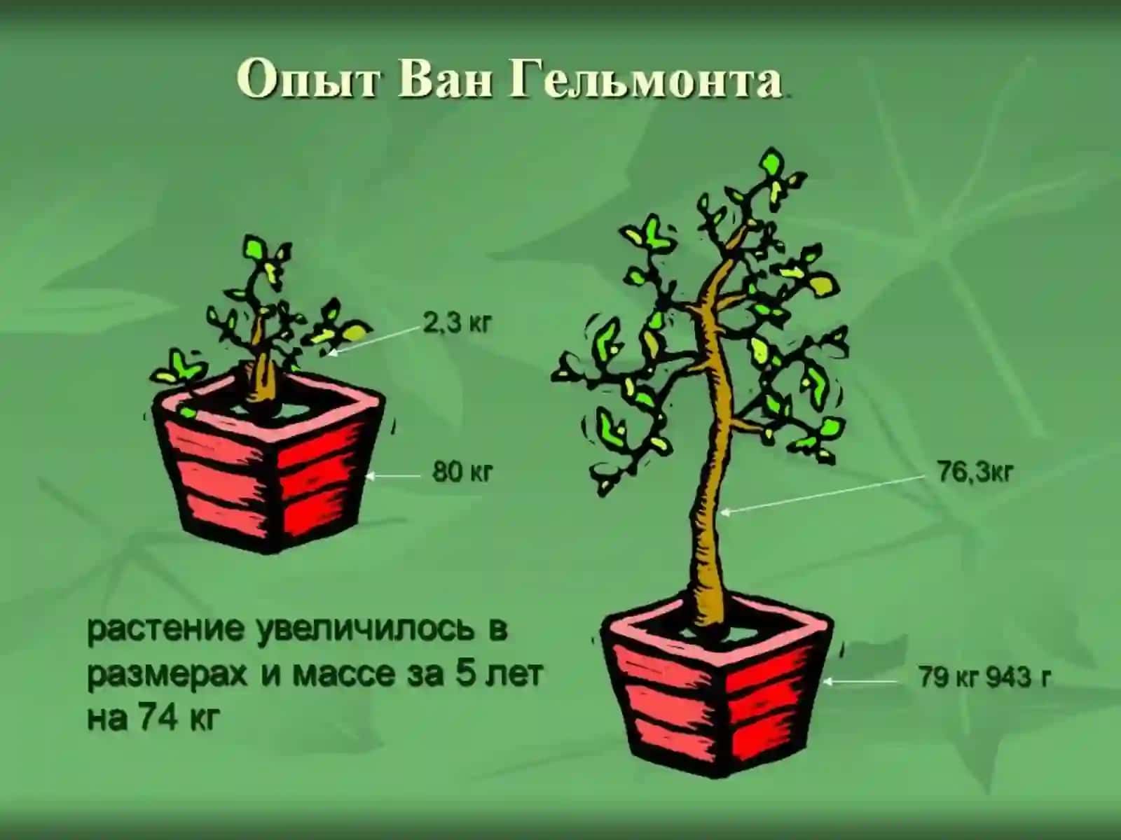 O`simliklarni tuproqdan oziqlanishi 4
