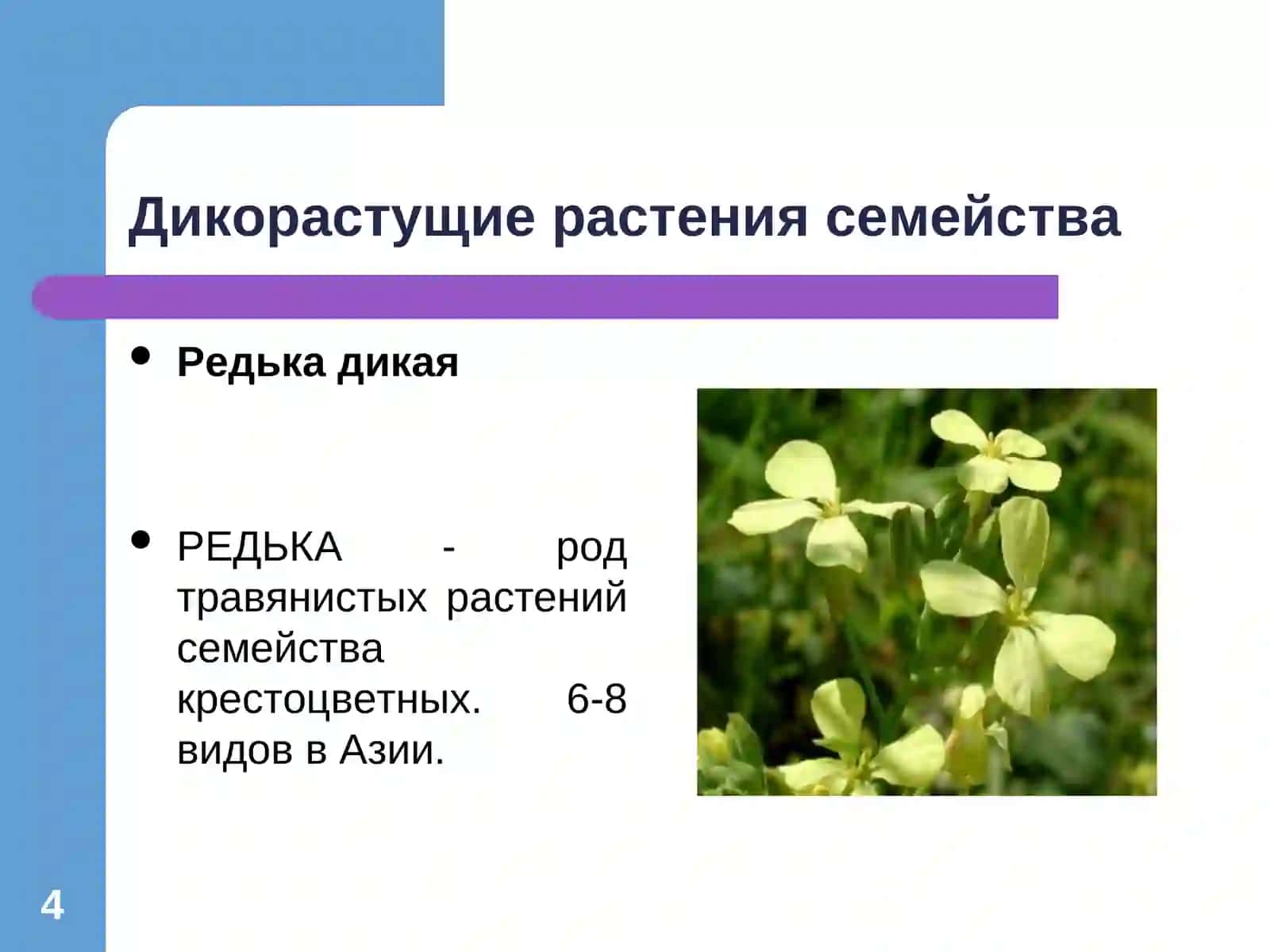 Крестоцветные 4
