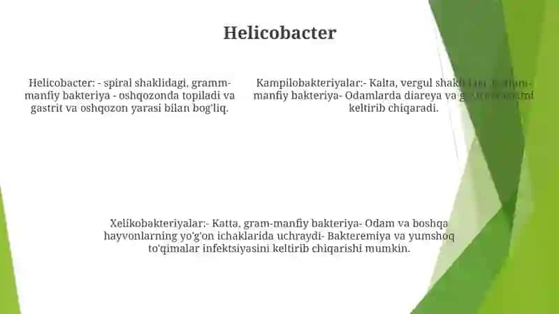 Kampilobakteriyalar, Xelikobakteriyalar Va Ularning Amaliyotdagi Ahamiyati 4
