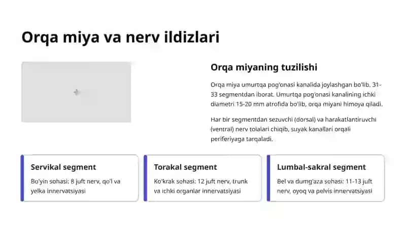 Suyak-kanal Tuzilmalari va Nerv O'tishlari 4