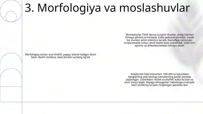 Suzuvchi Salviniyaning Taraqqiyot Sikli 4