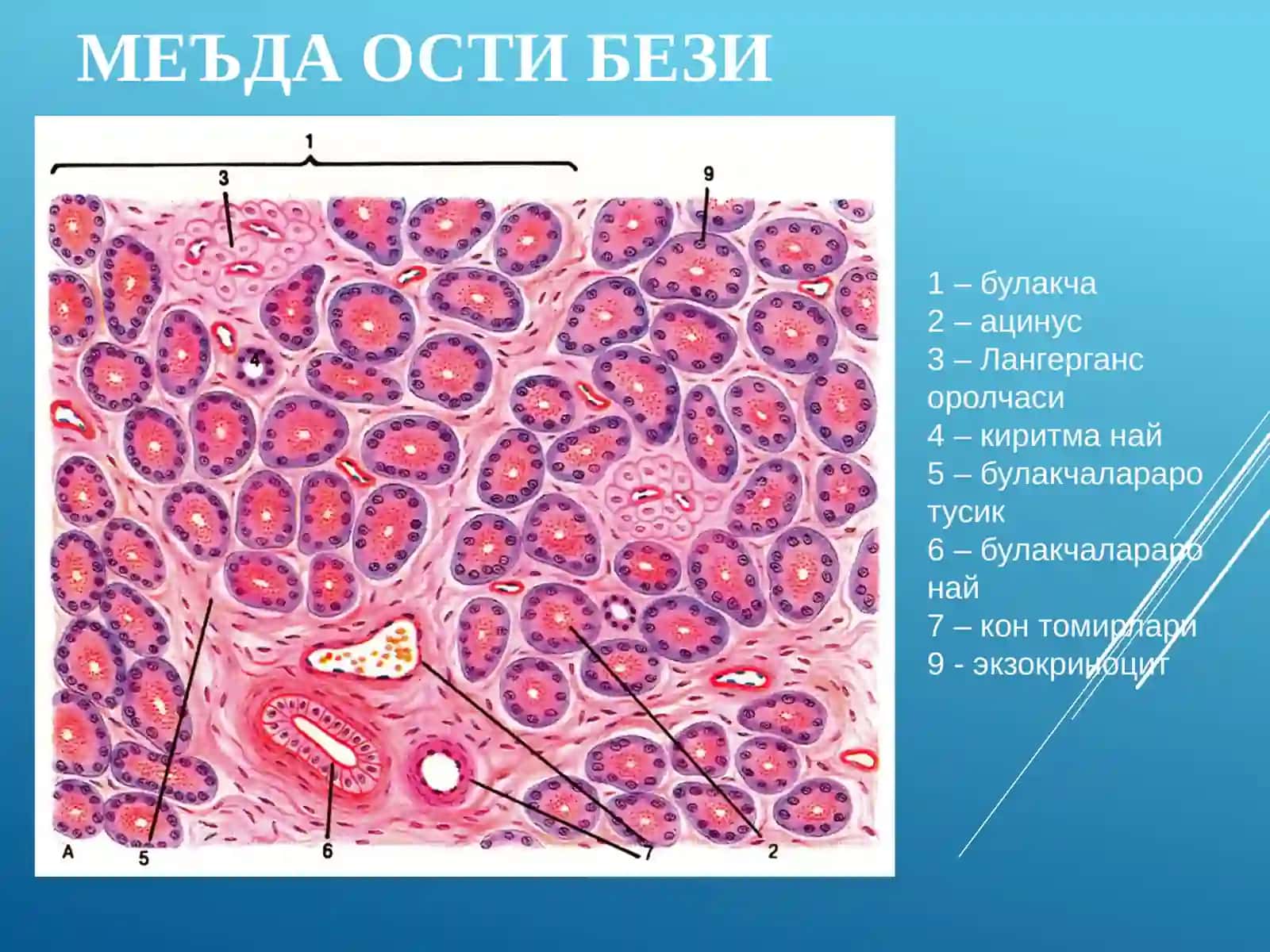 ЖИГАР. МЕЪДА ОСТИ БЕЗИ 4