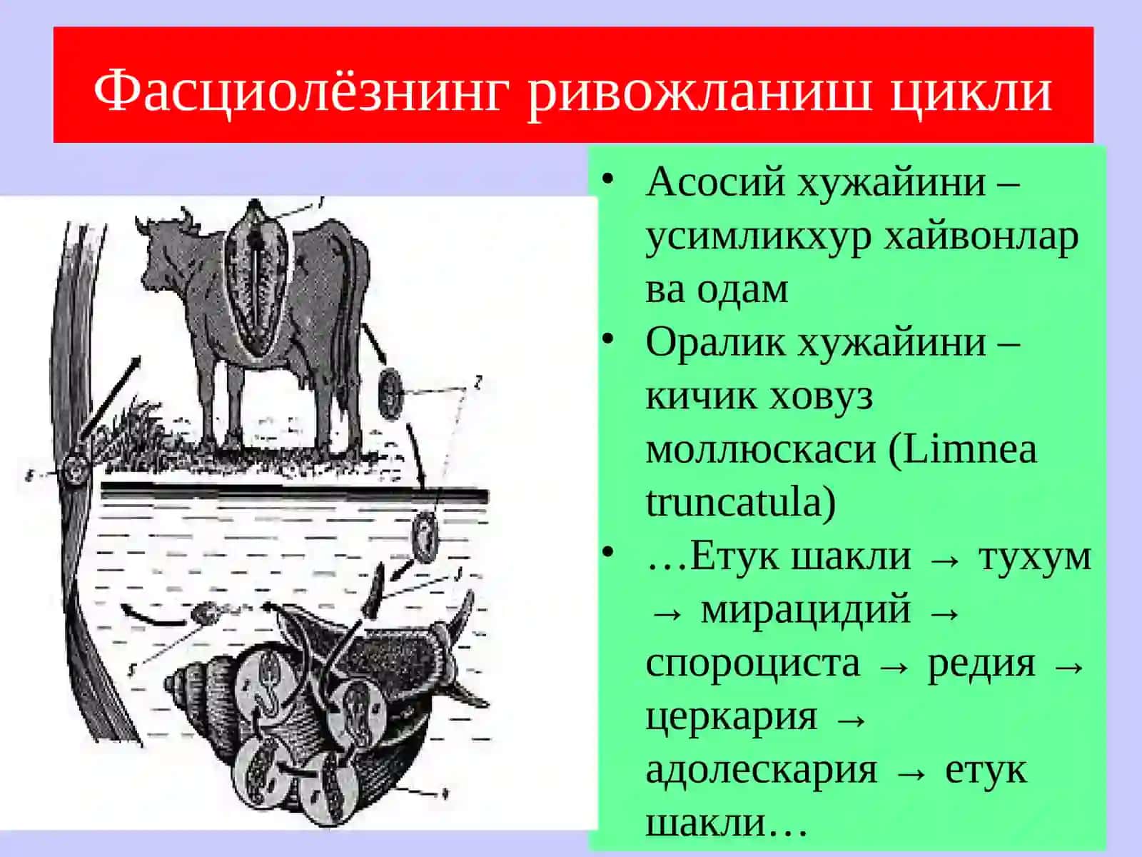 Сўрғичлилар синфи –Trematodes 4