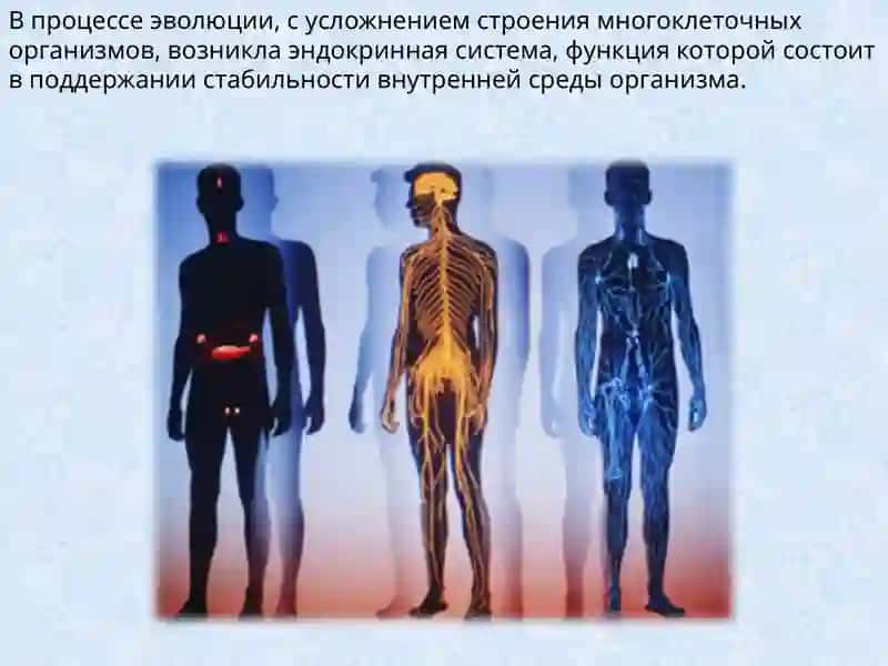 ЗАНЯТИЕ.ВОЗРАСТНЫЕ ОСОБЕННОСТИ ЭНДОКРИННОЙ СИСТЕМЫ 4
