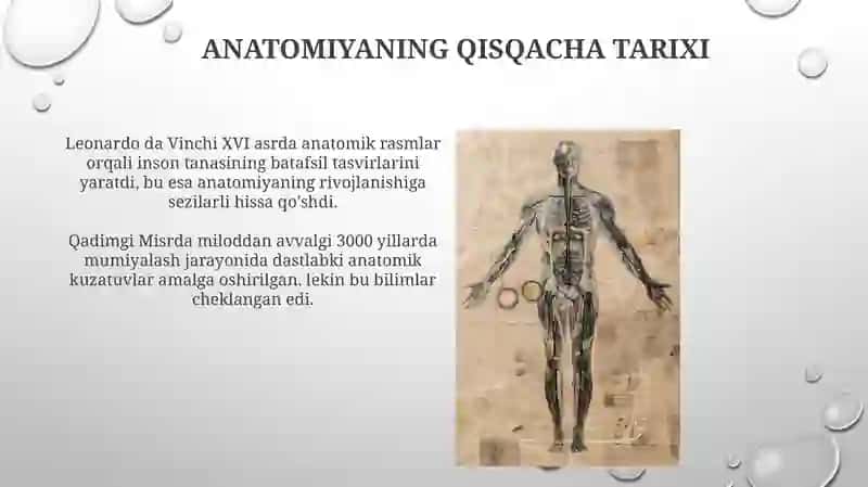 Inson anatomiyasi fani: maqsad va vazifalar 4