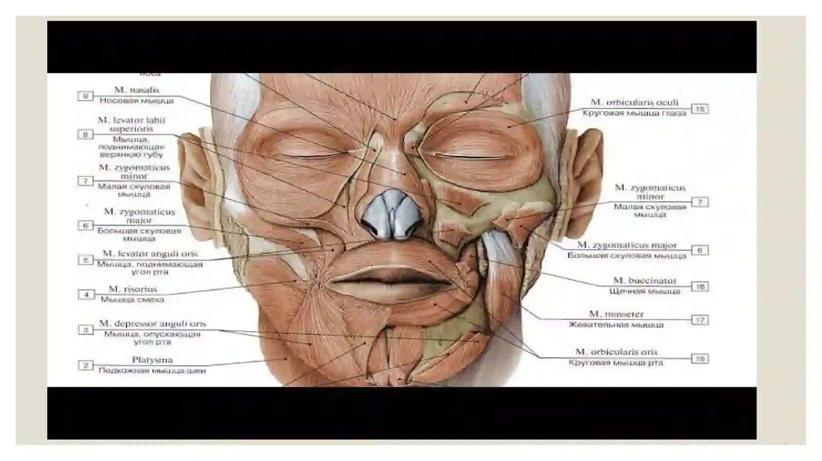 Bolalarda mushak tizimining anatomik,fiziologik xususiyatlari,tadqiqot usullari va semiotikasi 4
