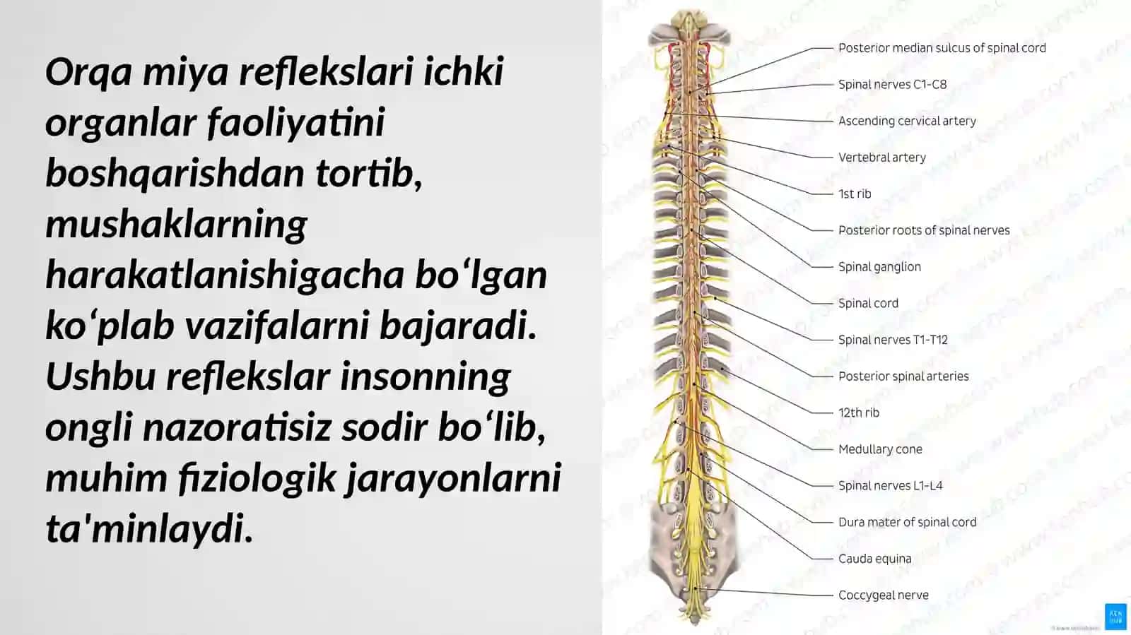 Yoshfiziologiyasivagigiyenasi 4