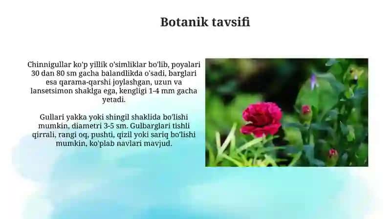 Chinnigullar: Botanika, Kimyo va Xalq Tabobati 4