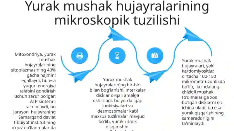 Muskul toʻqimasi gistologiyasi 4