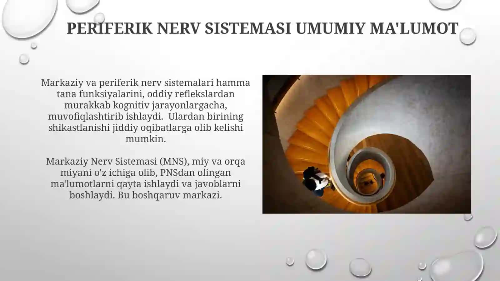 Markaziy nerv va periferik nerf sistemasi 4