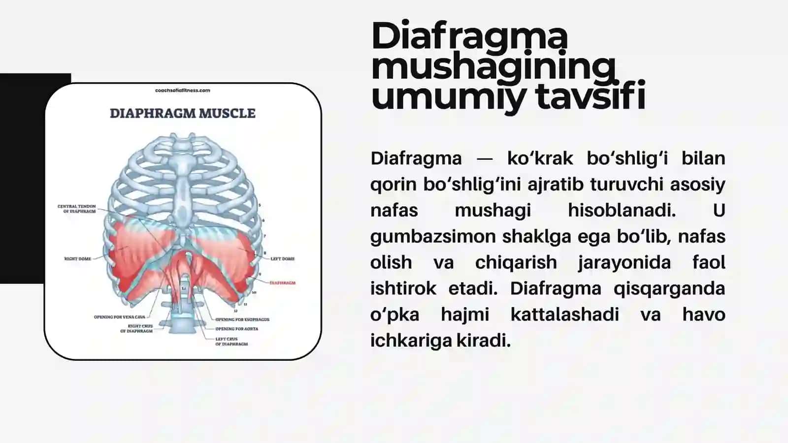 Diafragma mushaklari fiziologiyasi 4
