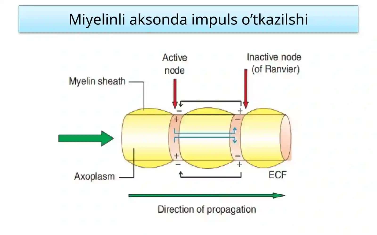 Fiziologiya 4