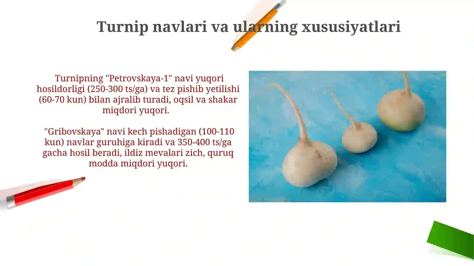 Turnip o'simligi 4