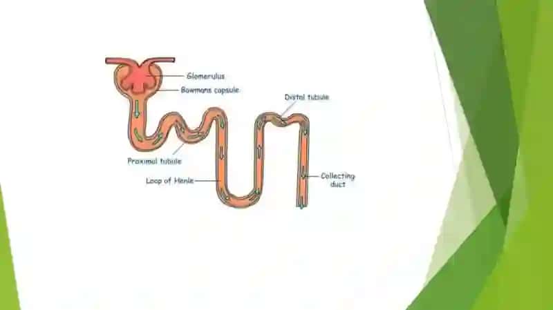Nefron tuzilishi, qismlari, filtratsion baryer. 4